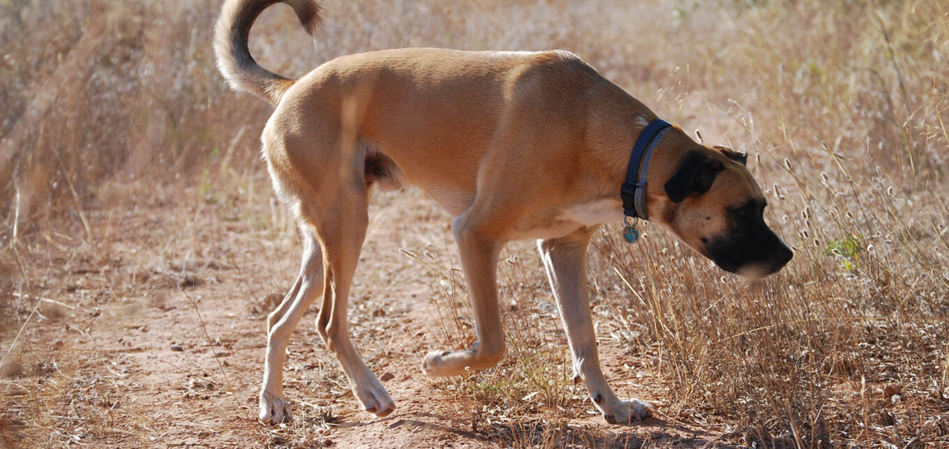 Boxer Mix Lab Mix Dogs Similar To Black Mouth Cur Homestead Dogs
